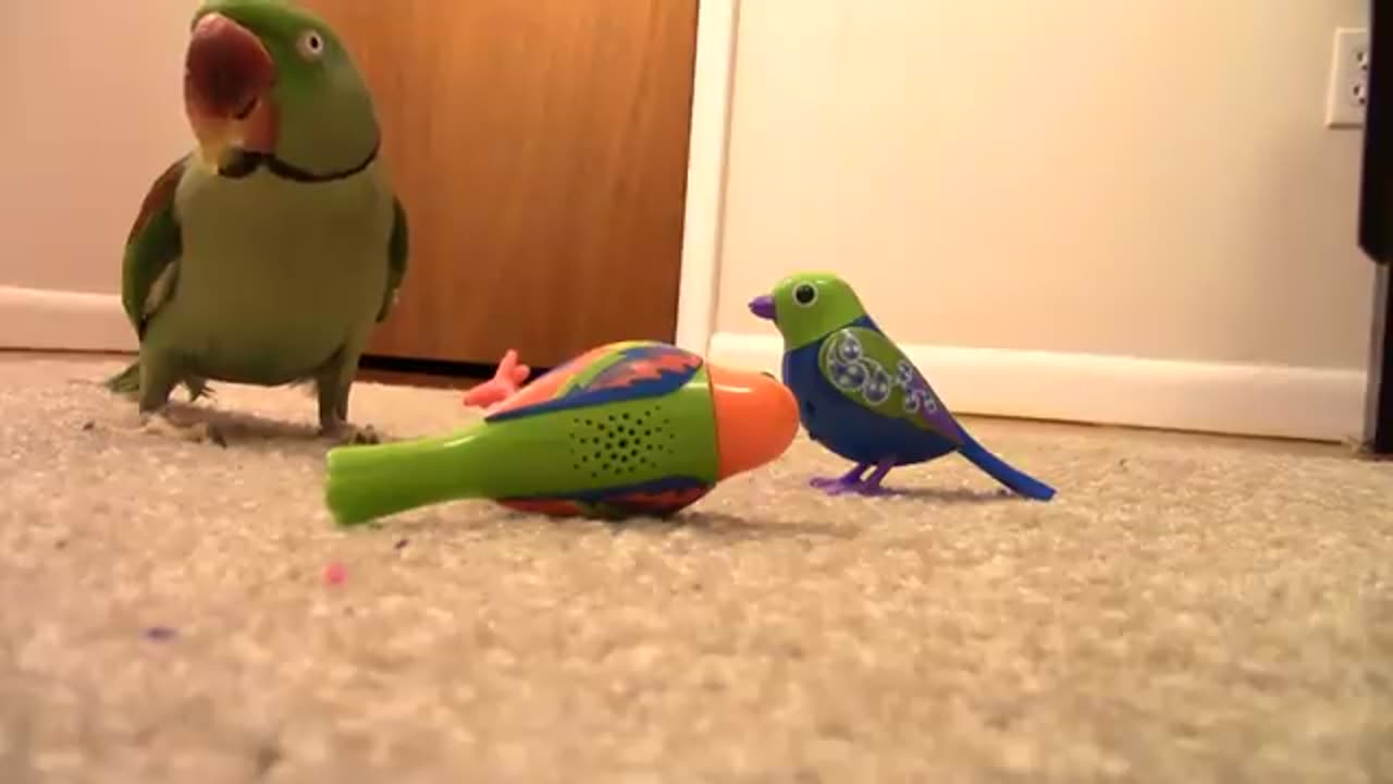 Real bird Reaction