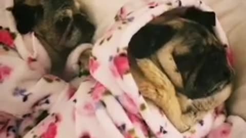 🙏❤️🎉🎉🎉🎊🎊🎊️SWEET AND FUNNY ANIMALS SHOTS 🙏❤️❤️🎉🎉🎉🎊🎊🎊