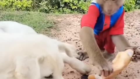 Friendship of monkey 🐒🐵 and dog 🐕🐕