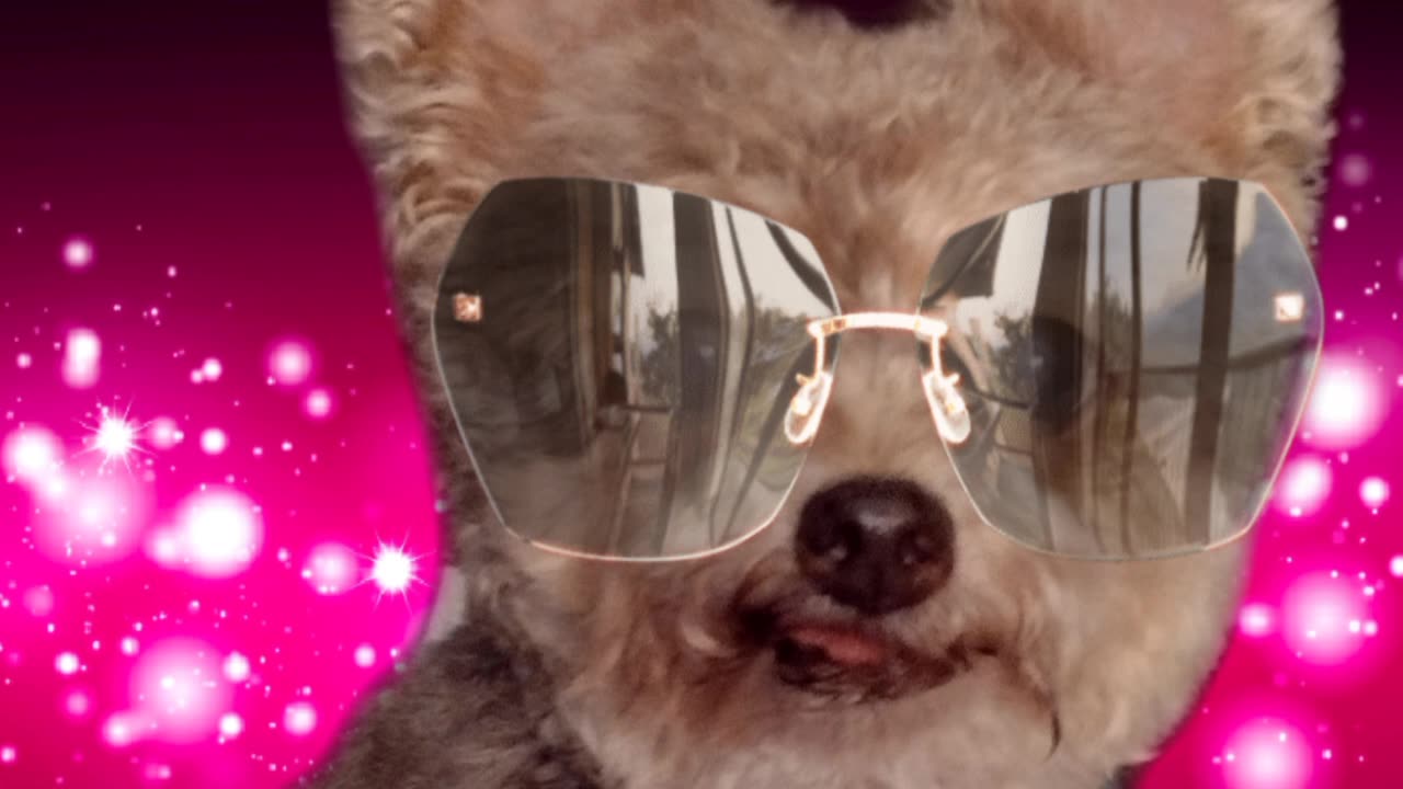 Fawn wearing her shades