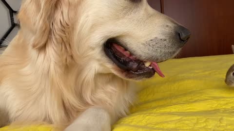 Golden Retriever like a big mom for Baby Bunnies!