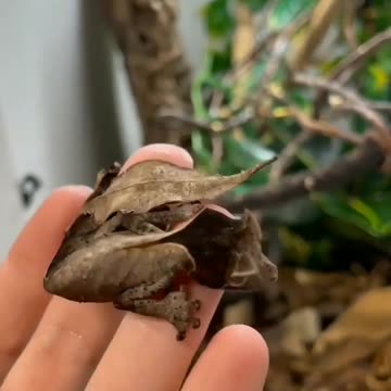 🤔Is it a sheet? Is it a gecko?