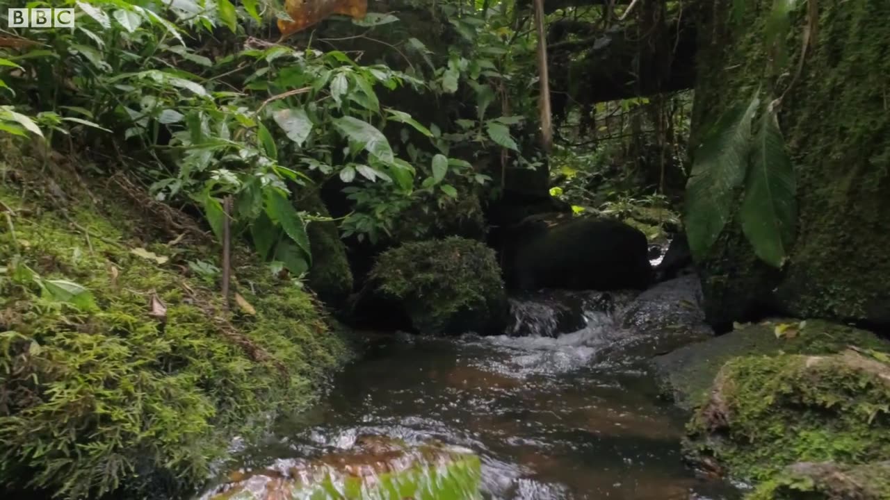 Relaxing Birdsong for Sleep and Meditation | Relax With Nature | BBC Earth