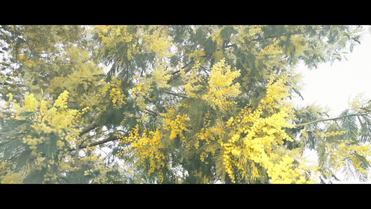 Acacia _ Nature Series _ Canon R5 Cinematic