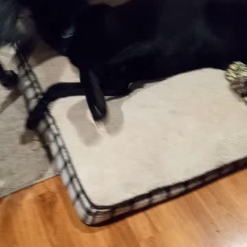 Early Morning Dogs Wrestling