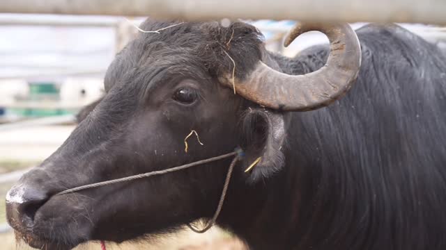 Thai Water Buffalo