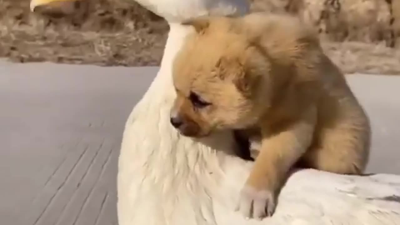 Dog and Duck are best friends (SO CUTE)