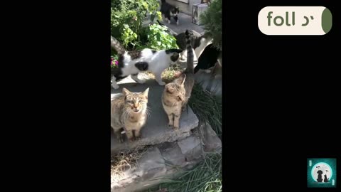 MY_CATS_ MEOW........