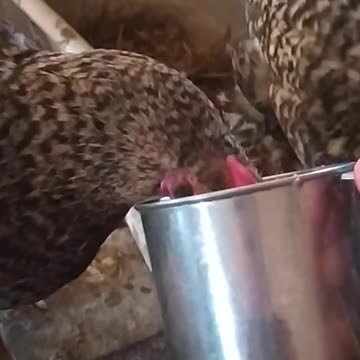 I feed the chickens from a cup