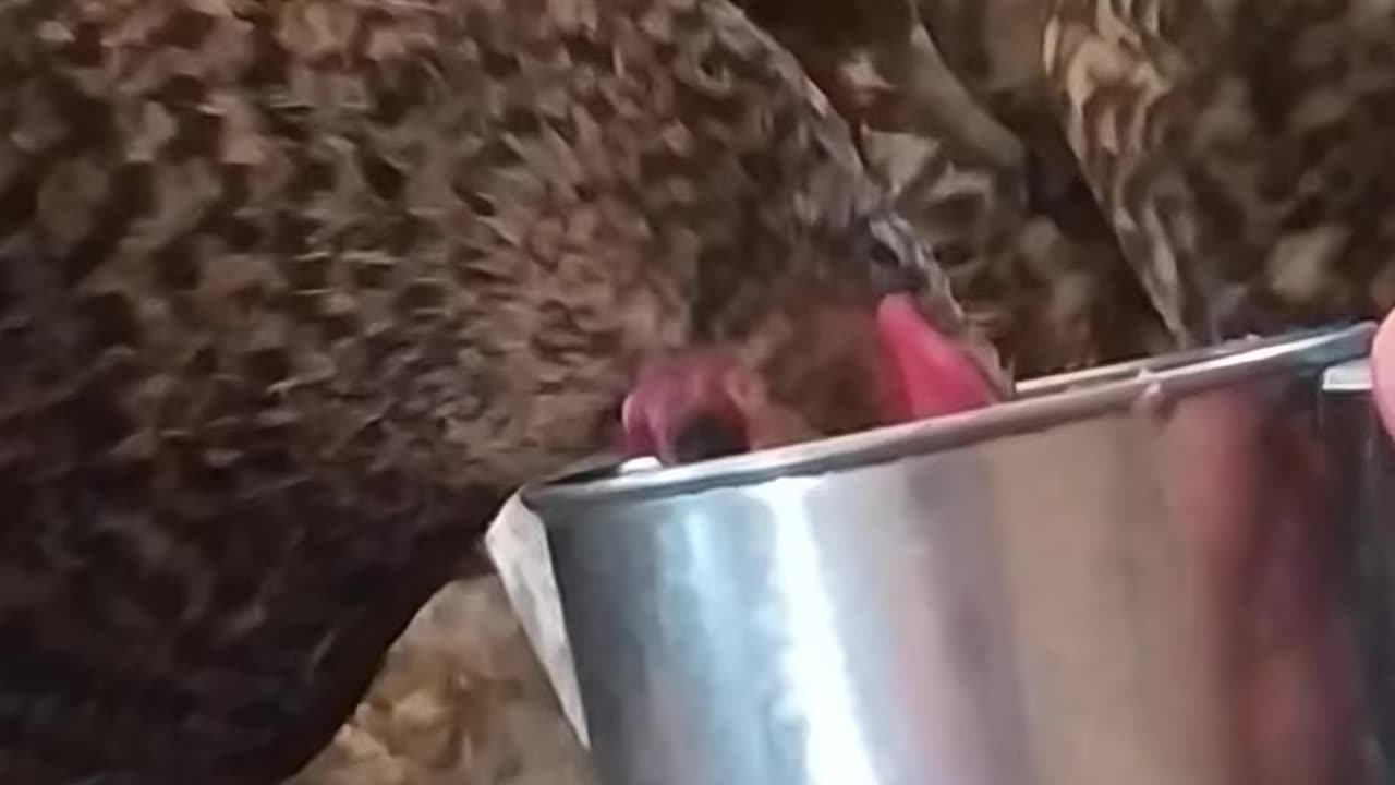 I feed the chickens from a cup