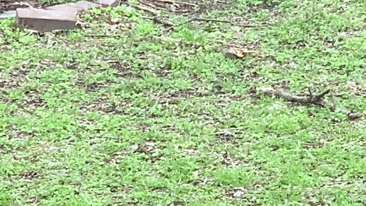 A Playful Squirrel Enjoys The Dog's Toys