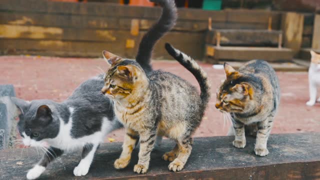 Lovely cat gang, beautiful cat family