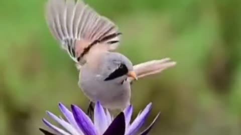 Do birds dance on flowers