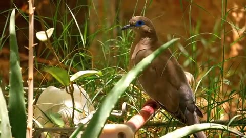 It's a wonderful way to appreciate the wonders of the avian world! 🐦✨