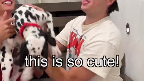 He bought the worlds rarest puppy, Dalmatian Puppy.