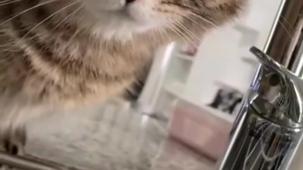 Cute Cats & Funny Cats 😍😍😅😅 #shorts #cats #viral #mmvcats