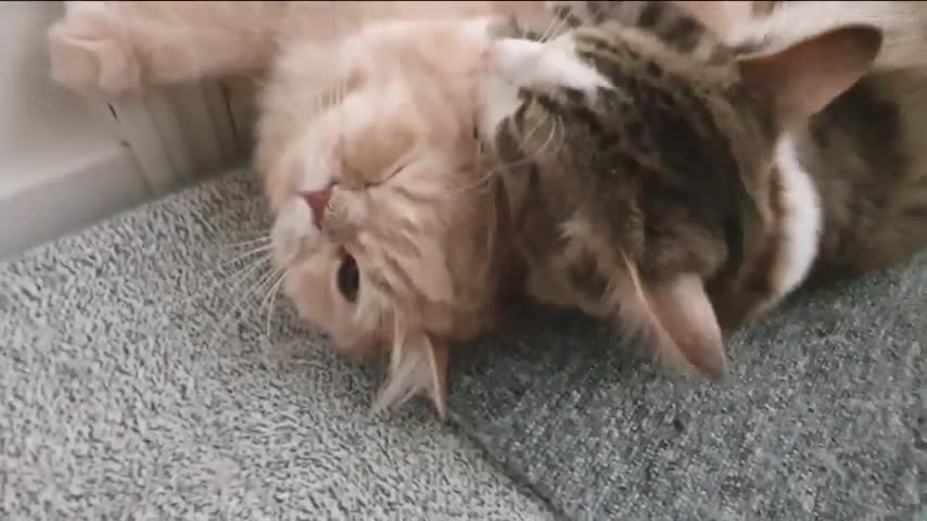 Cat was ignored