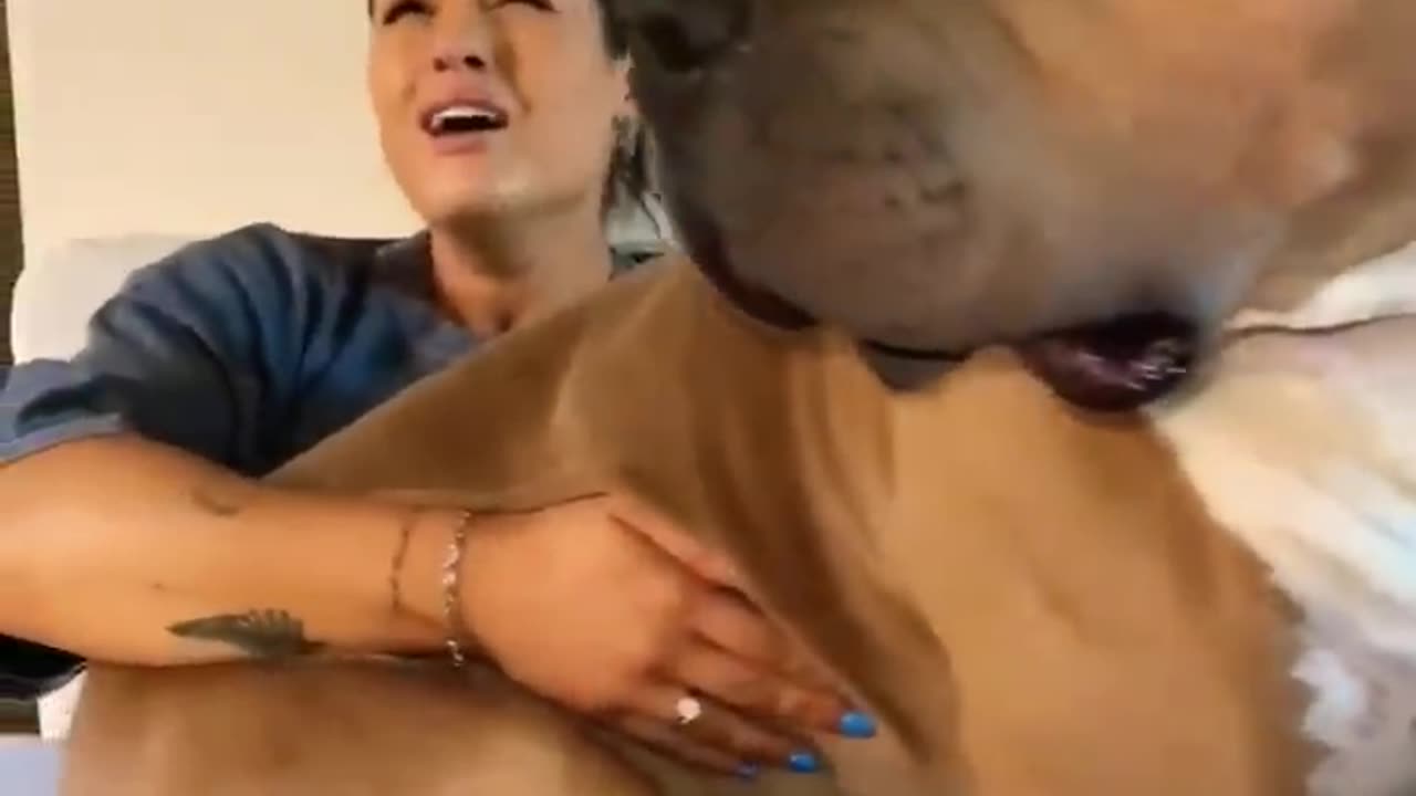 Big pitbull dog #shorts #viral #animals