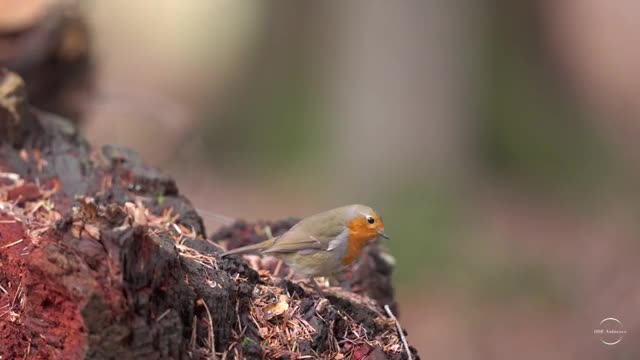 Robins In Nature | Full HDR 4k