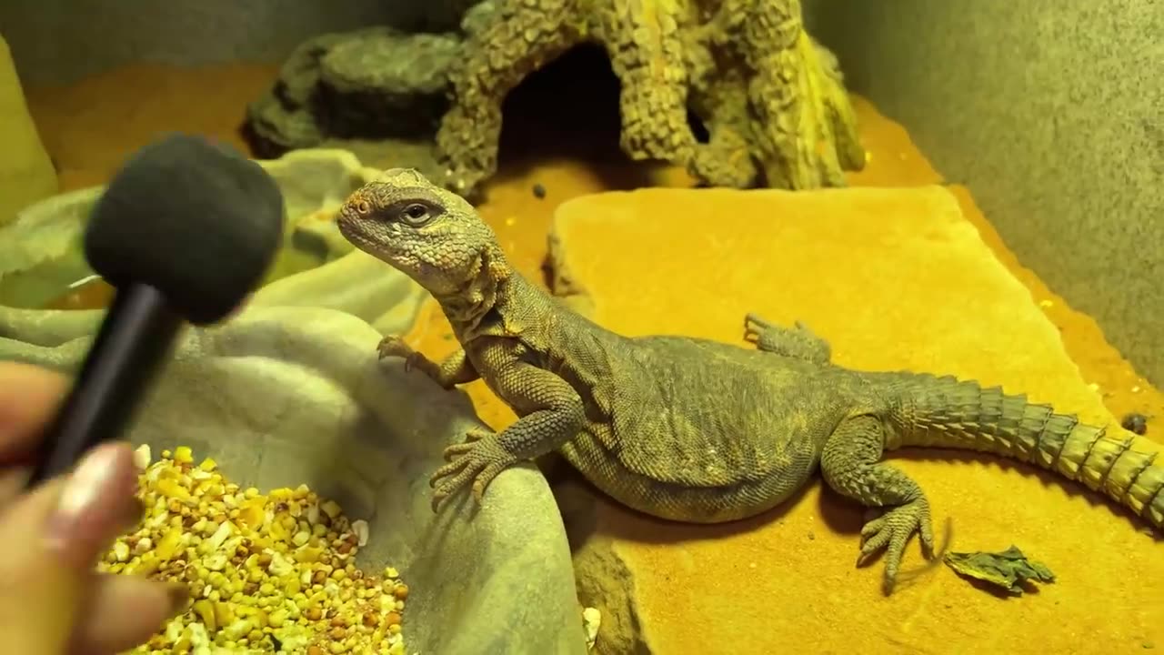 I interviewed animals with a tiny mic again