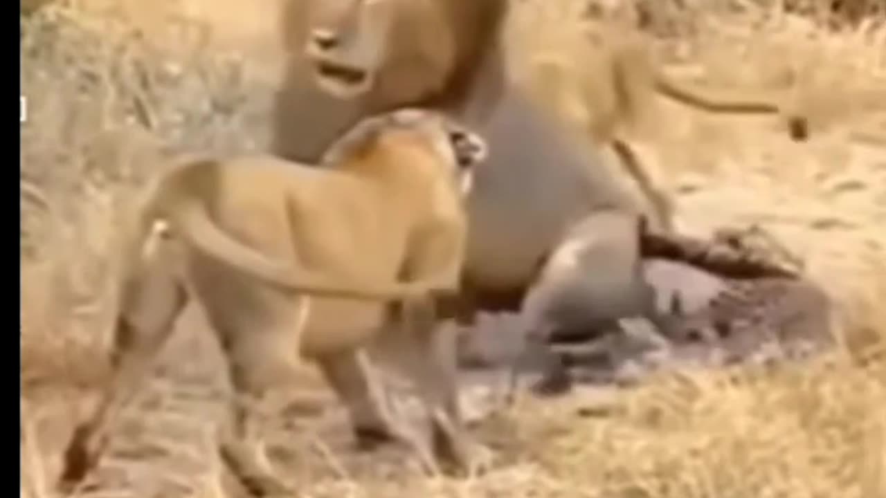 Lions attack on tiger