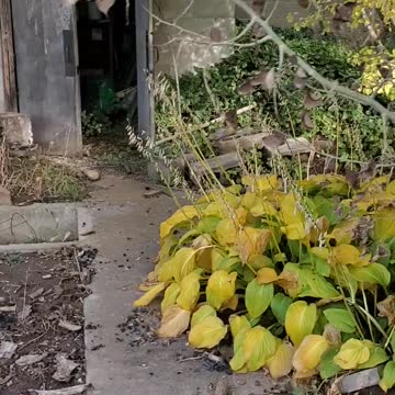 The gardens are a little out of management but it's still cool