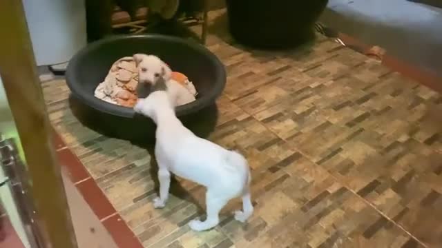 Awesome Puppies Doing Funny Thing in House - Cute Dogs - Pet Video Compilation 2022