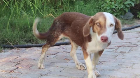 Dog its funny