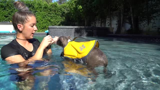 Teaching My Dogs How To Swim