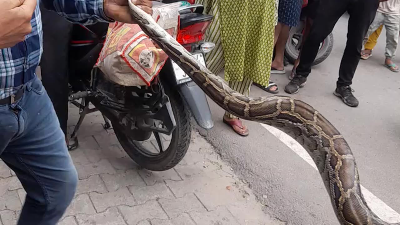 indian snek