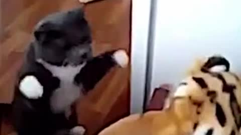 Cat vs Tiger