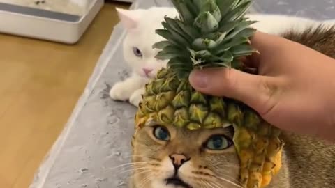 pineapplecat