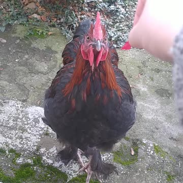 I'm feeding the rooster from my hand, look how friendly he is!