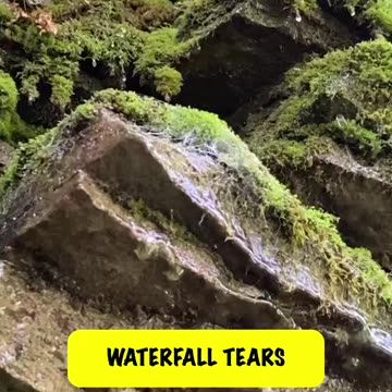 WATER DROPS ON A ROCKY MOUNTAIN SIDE #explore
