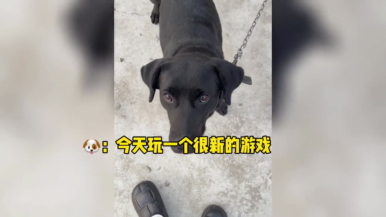 Let’s see which dog is funnier today