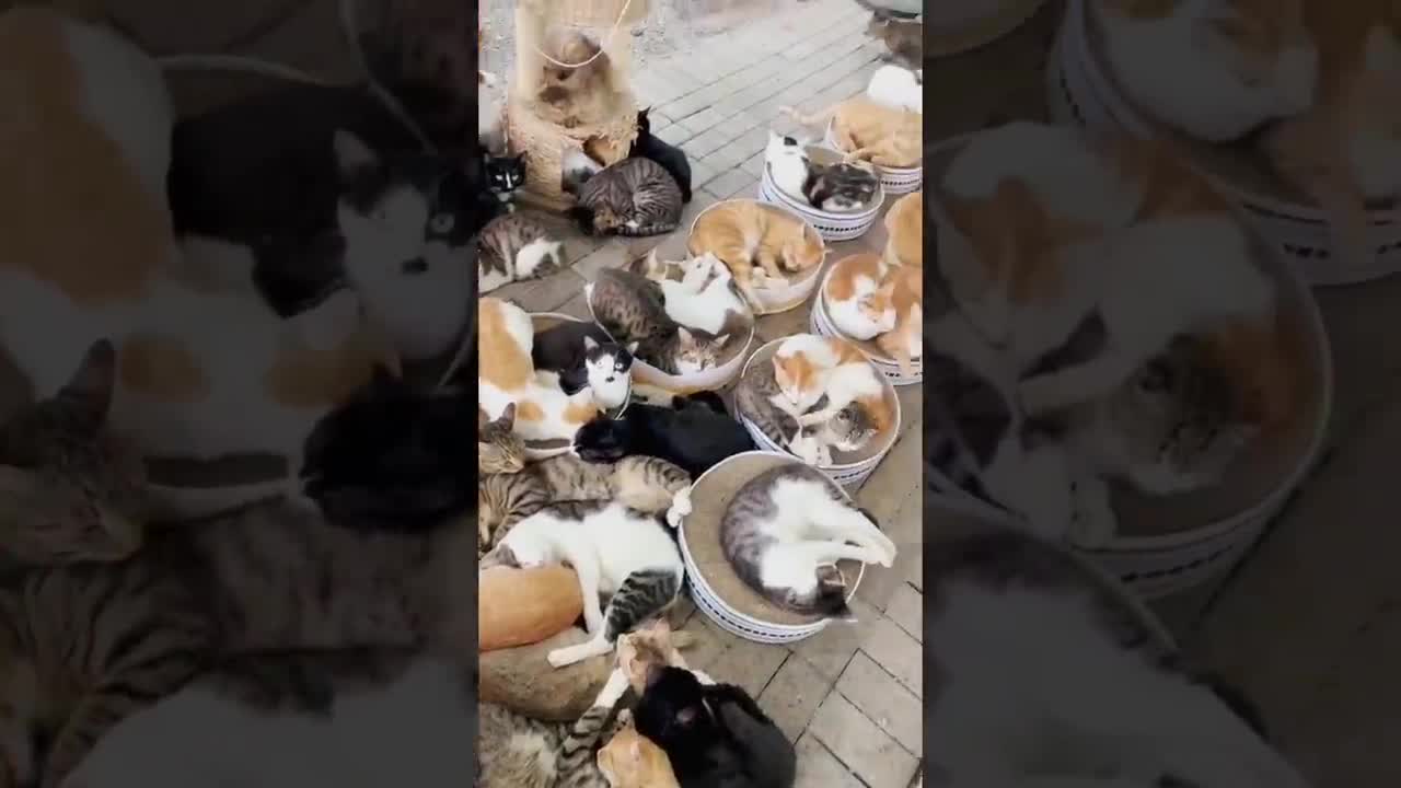 Funny Animal Videos 2022 😂 - Funniest Cats And Dogs Videos 😍 #13