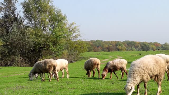 Maintenir les moutons en bonne santé ( Résumé)