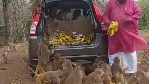 Every monkeys dream