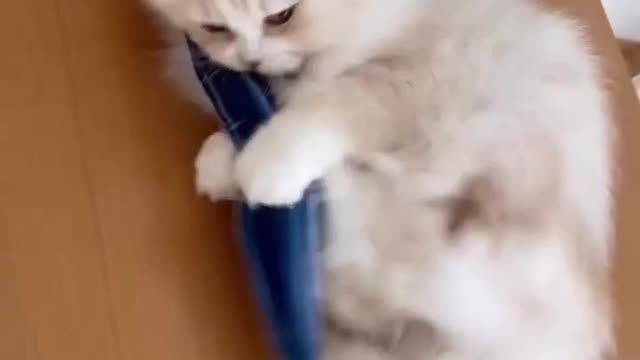 funny cats