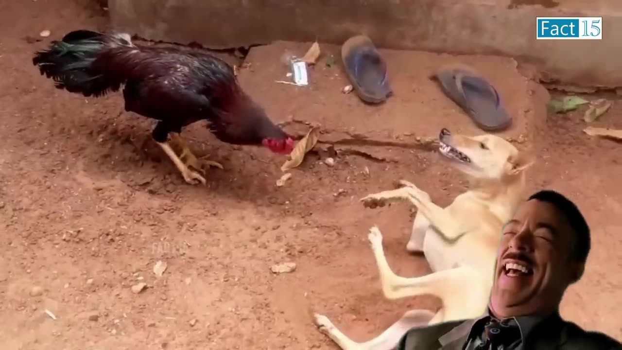 Funny animal video 🤣🤣🤣