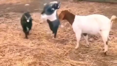 Funny Animals dancing fighting