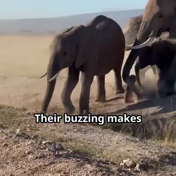 Did You Know? Elephants Are Afraid of Bees! | Surprising Elephant Facts