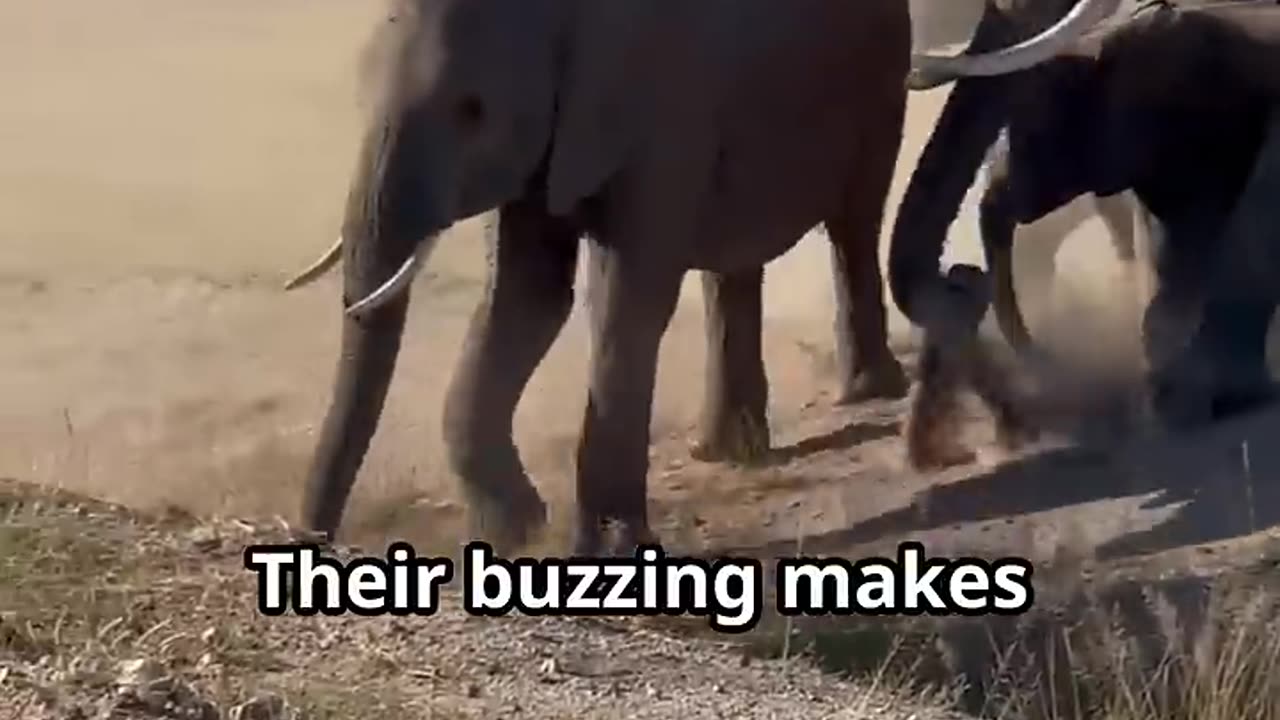 Did You Know? Elephants Are Afraid of Bees! | Surprising Elephant Facts