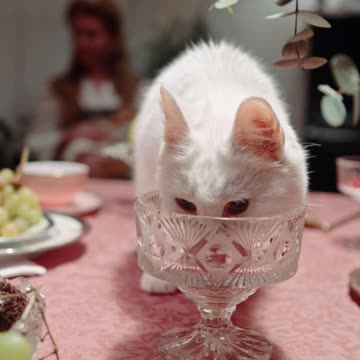 Beautiful 🐈 cat eating