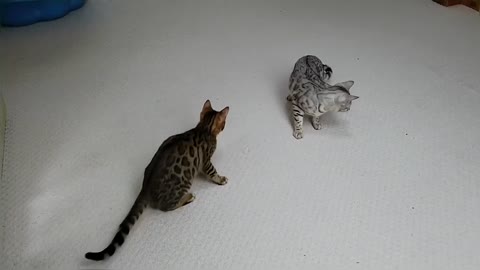 Bengal Kittens Play With Bubbles