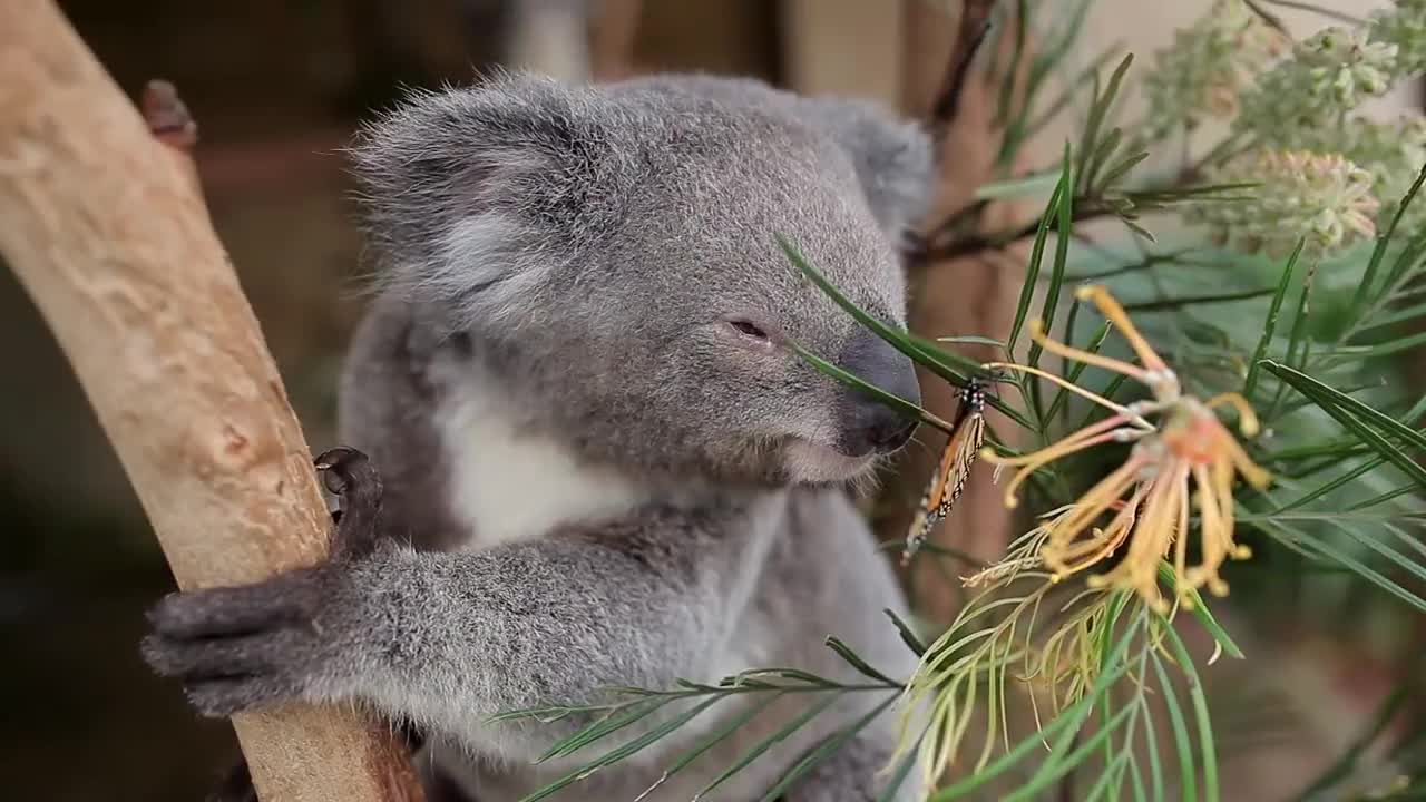 Koala bear