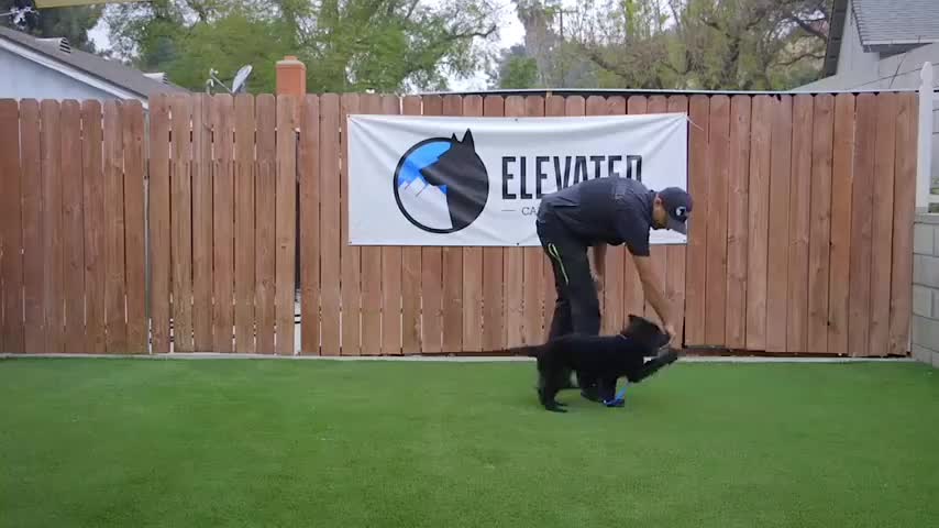 Training smoothly puppy