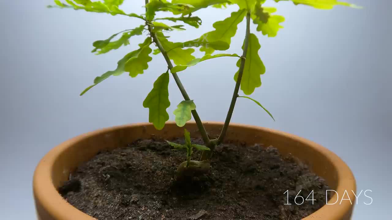 OAK TREE From ACORN Time Lapse