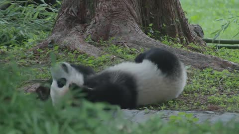 "Panda Pandemonium: Hilarious Moments in ursine antics!" 2024