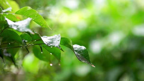 Leaves and branches with water drops in spring rain